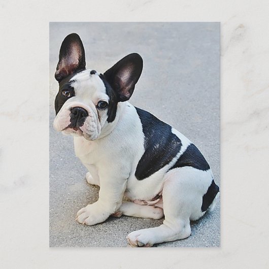 Franse Bulldog Puppy Dog Post Card Briefkaart (Voorkant)