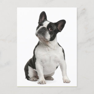 Franse Bulldog Puppy Dog Post Card Briefkaart
