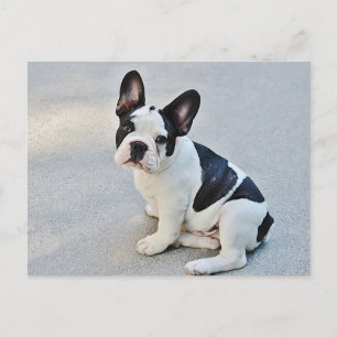 Franse Bulldog Puppy Dog Post Card Briefkaart
