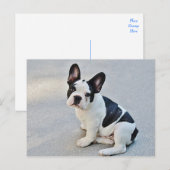 Franse Bulldog Puppy Dog Post Card Briefkaart (Voorkant / Achterkant)