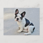 Franse Bulldog Puppy Dog Post Card Briefkaart (Voorkant)