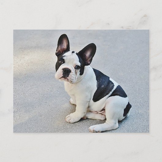 Franse Bulldog Puppy Dog Post Card Briefkaart (Voorkant)