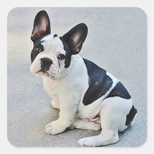 Franse Bulldog Puppy Dog Sticker / zeehond (Voorkant)