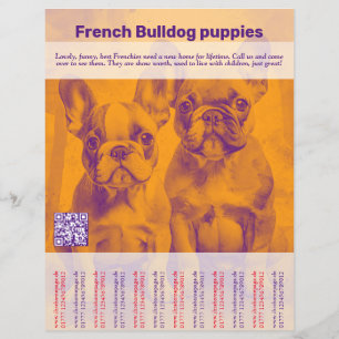 Franse Bulldog Puppy Flyer