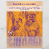 Franse Bulldog Puppy Flyer (Voorkant)