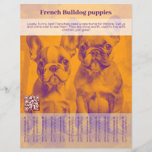 Franse Bulldog Puppy Flyer