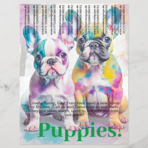 Franse Bulldog Puppy Flyer 