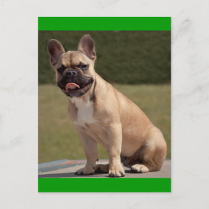 Franse Bulldog Puppy Hond Postkaart