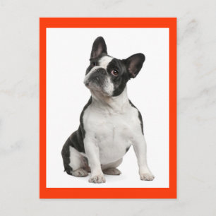 Franse Bulldog Puppy Hond Postkaart