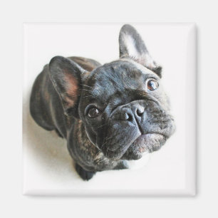 Franse bulldog Puppy Magneet