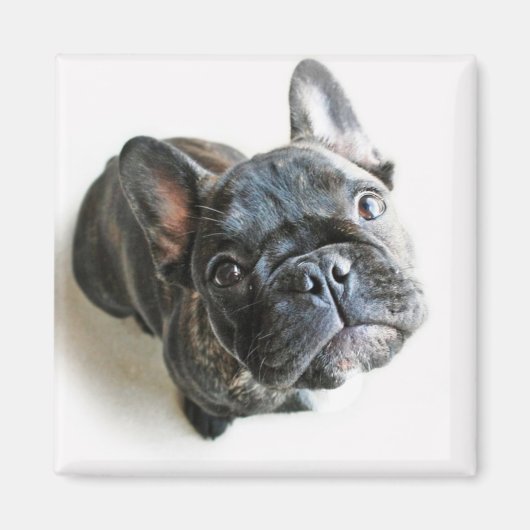 Franse bulldog Puppy Magneet (Voorkant)