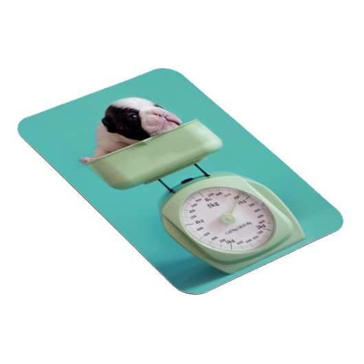 Franse bulldog Puppy Magneet (Rechterzijde)