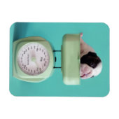 Franse bulldog Puppy Magneet (Horizontaal)