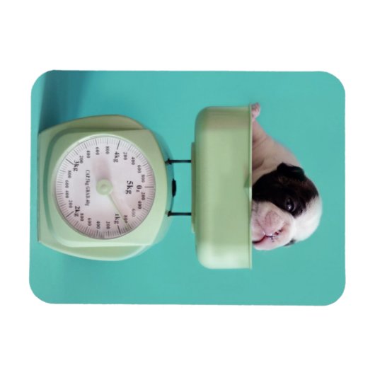 Franse bulldog Puppy Magneet (Horizontaal)