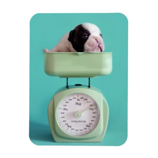Franse bulldog Puppy Magneet (Verticaal)