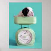 Franse bulldog Puppy Poster (Voorkant)