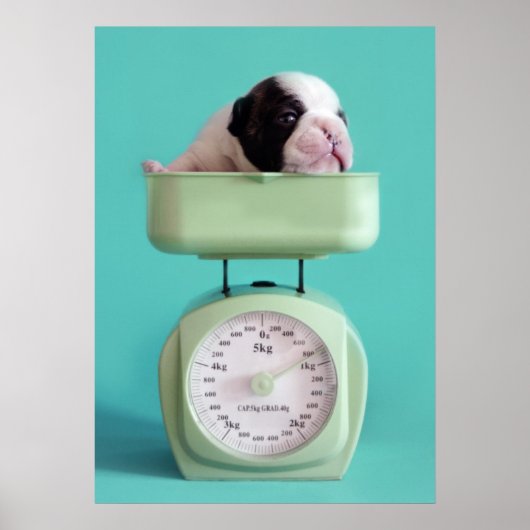 Franse bulldog Puppy Poster (Voorkant)