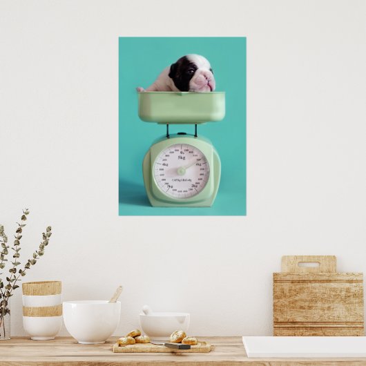 Franse bulldog Puppy Poster (Keuken)