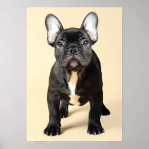 Franse bulldog Puppy Poster