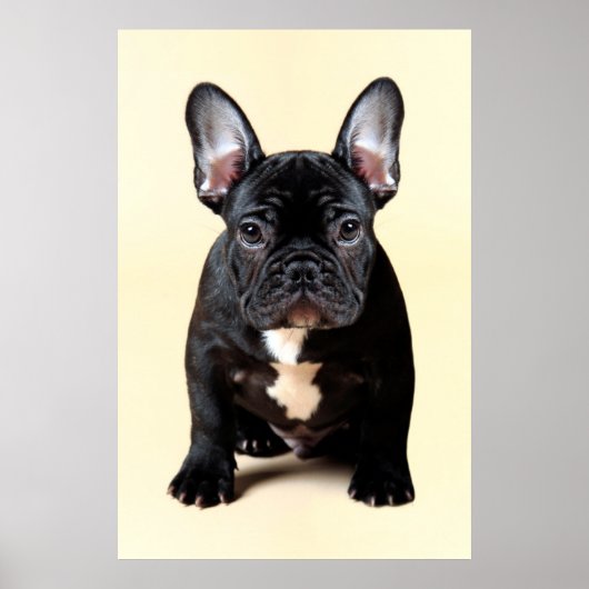 Franse Bulldog Puppy Sitting Poster (Voorkant)