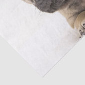 Franse bulldog Puppy Tissuepapier (Detail)