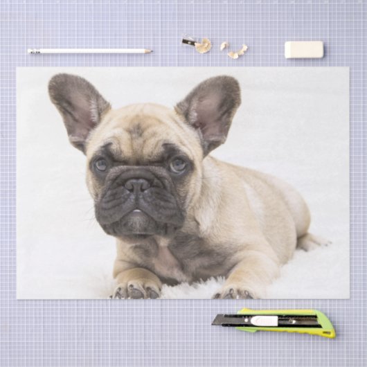 Franse bulldog Puppy Tissuepapier (Craft)