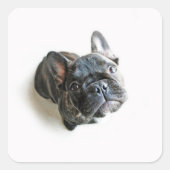 Franse bulldog Puppy Vierkante Sticker (Voorkant)