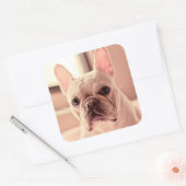 Franse bulldog Puppy Vierkante Sticker (Envelop)
