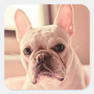Franse bulldog Puppy Vierkante Sticker