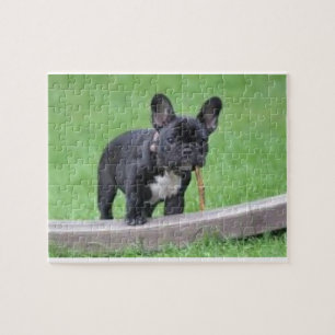 Franse Bulldog Puzzle Legpuzzel