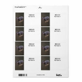 Franse Bulldog Rennend Etiket (Full Sheet)