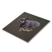 Franse Bulldog Rennend Tegeltje (Zijkant)