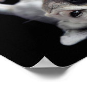 Franse Bulldog rukt op zijn rug Poster (Hoek)