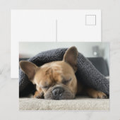 Franse Bulldog Sound Aslapen Briefkaart (Voorkant / Achterkant)