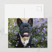 Franse Bulldog Stands in Flowers Briefkaart (Voorkant / Achterkant)