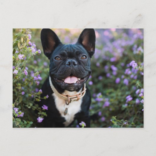 Franse Bulldog Stands in Flowers Briefkaart (Voorkant)
