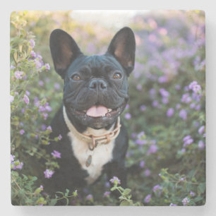 Franse Bulldog Stands in Flowers Stenen Onderzetter