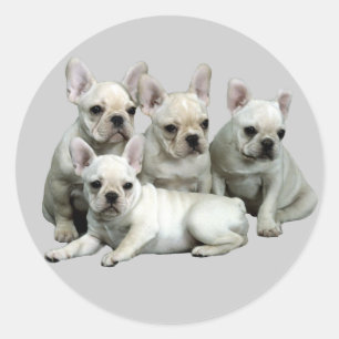 Franse Bulldog Sticker