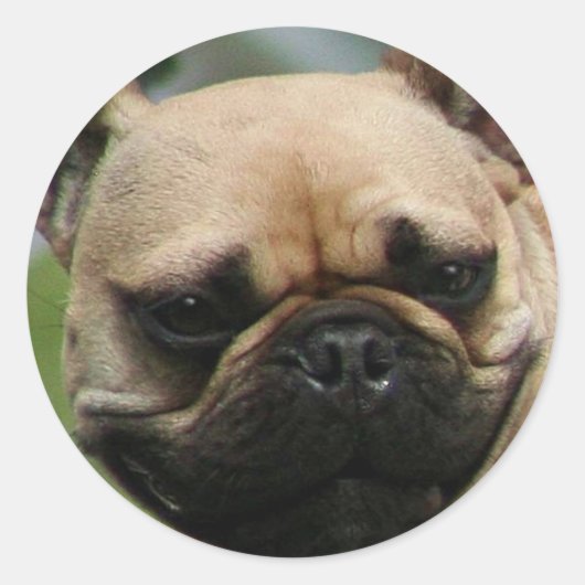 Franse Bulldog stickers (Voorkant)