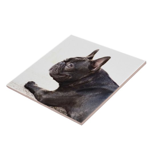Franse Bulldog Tegeltje (Zijkant)