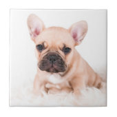 Franse Bulldog Tegeltje (Voorkant)