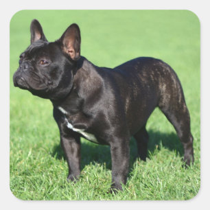 Franse Bulldog Vierkante Sticker