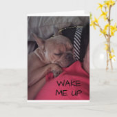 "FRANSE BULLDOG" ZEGT "GEFELICITEERD" KAART (Gele Bloem)