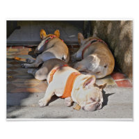 Franse Bulldogs Sleeping