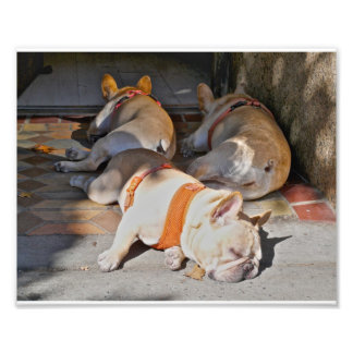 Franse Bulldogs Sleeping Foto Afdruk