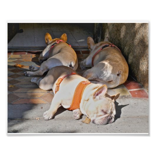 Franse Bulldogs Sleeping Foto Afdruk (Voorkant)