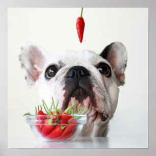 Franse bulledog kijkt naar een rode hond poster