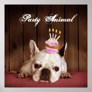 Franse bulledog met Birthday Cupcake Poster