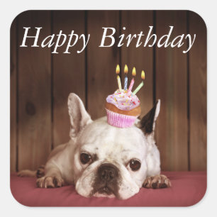 Franse bulledog met Birthday Cupcake Vierkante Sticker