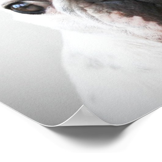 Franse bulledog met Rubber Duck Poster (Hoek)